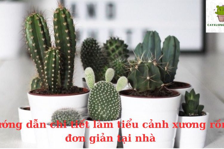 Hướng dẫn chi tiết làm tiểu cảnh xương rồng đơn giản tại nhà