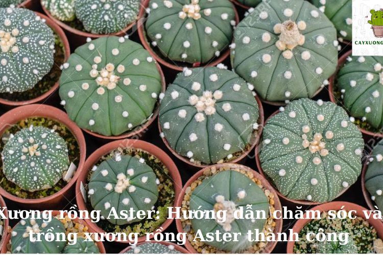 Xương rồng Aster: Hướng dẫn chăm sóc và trồng xương rồng Aster thành công