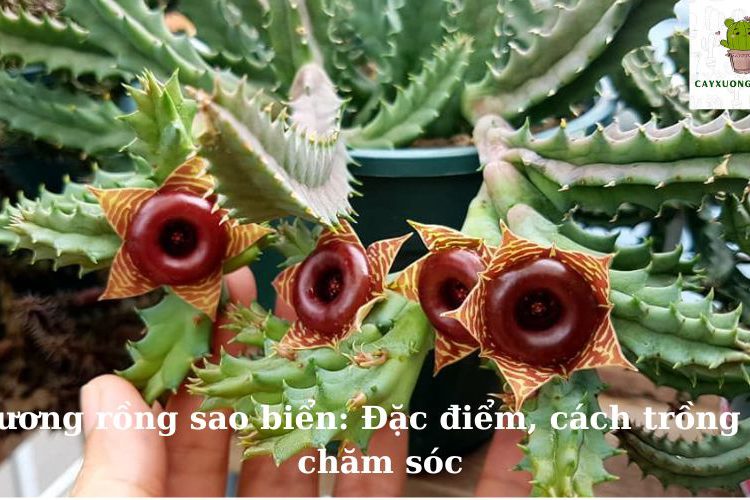 Xương rồng sao biển: Đặc điểm, cách trồng và chăm sóc