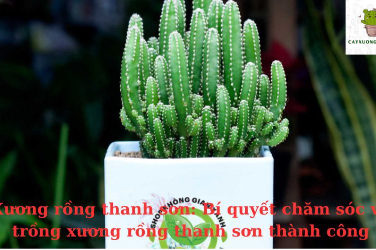 Xương rồng thanh sơn: Bí quyết chăm sóc và trồng xương rồng thanh sơn thành công